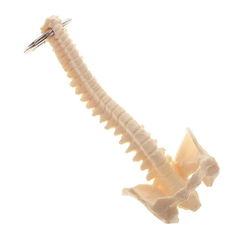652F Educational Human Spine Skeleton Model Keychain Car Key Chain for Anatomy Enthusiasts Portable Classroom Teaching Tool