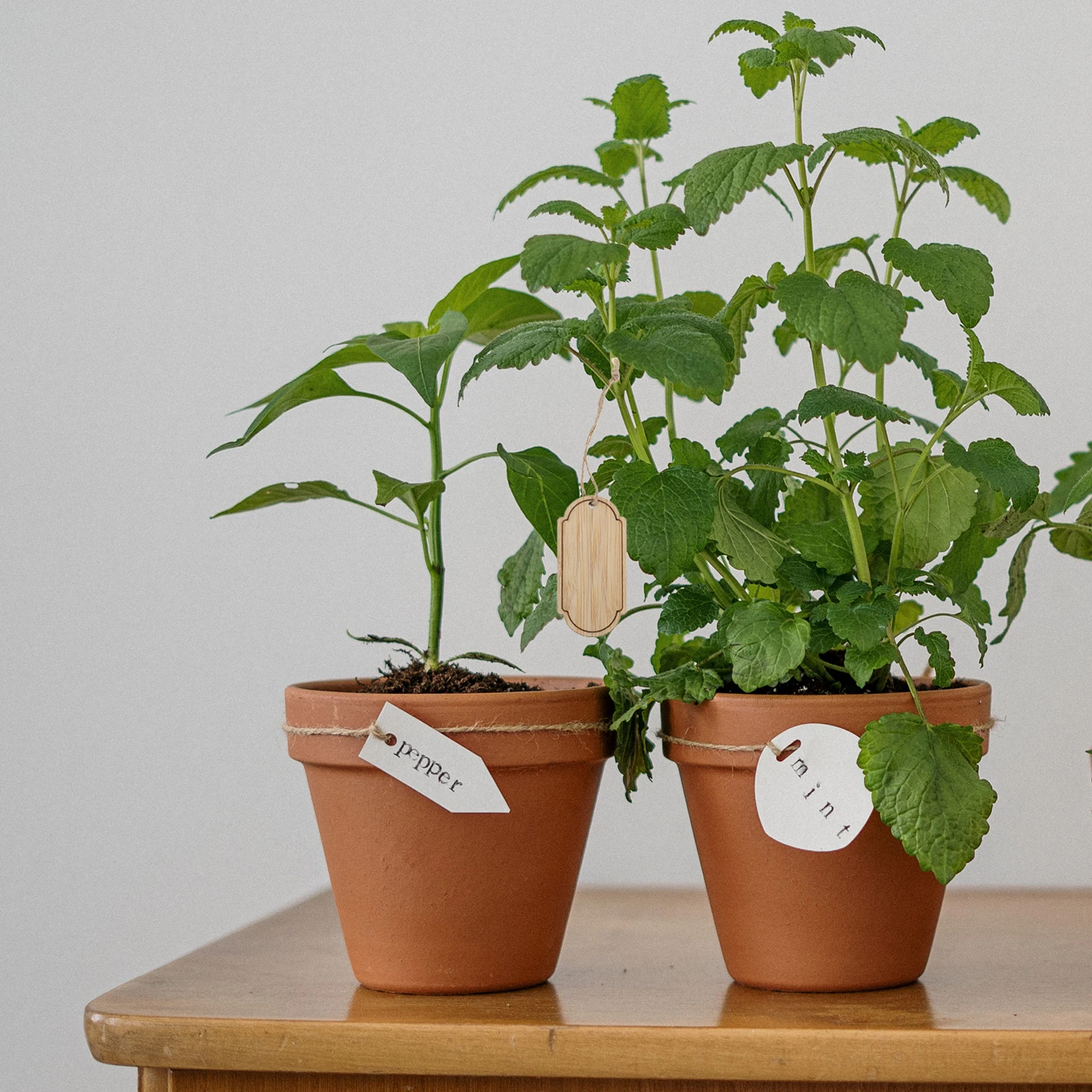 

10 Pcs Bamboo Small Hang Tag Flower Pot Sign Listing Khaki Wooden Garden Labels