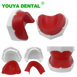 Dental Edentulous Jaw Wax Dike Gypsum Model Teeth Typodont Dentistry Demonstration Model For Dentist Practice Study Teaching