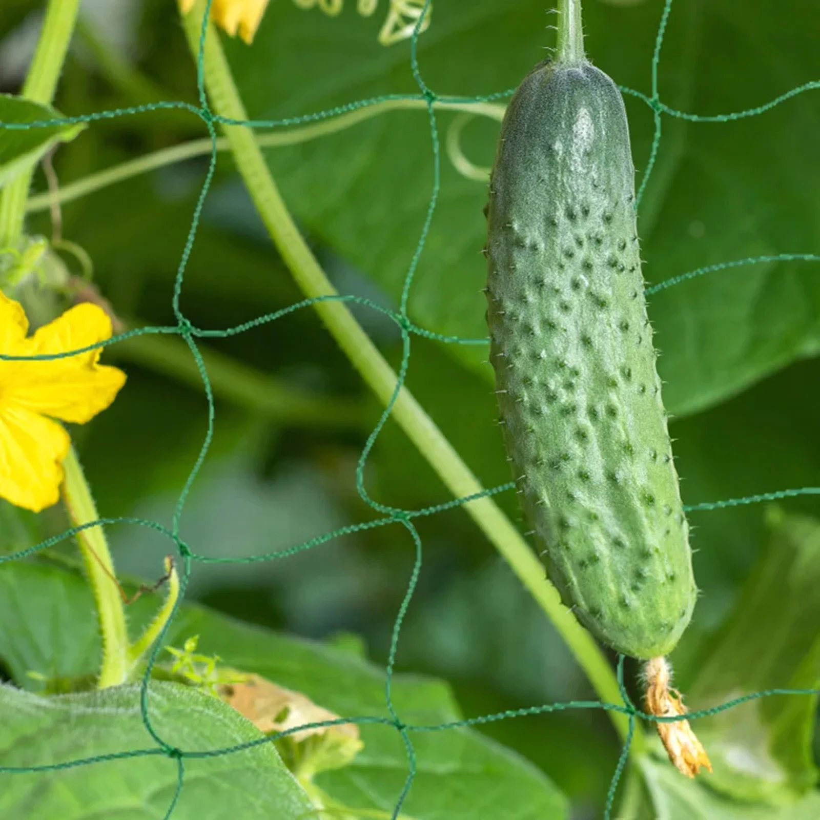 Garden Plants Trellis Netting Fine Mesh All-Weather Trellis Netting Mesh for Climbing Plant Fruits Vegetables Vines PR Sale