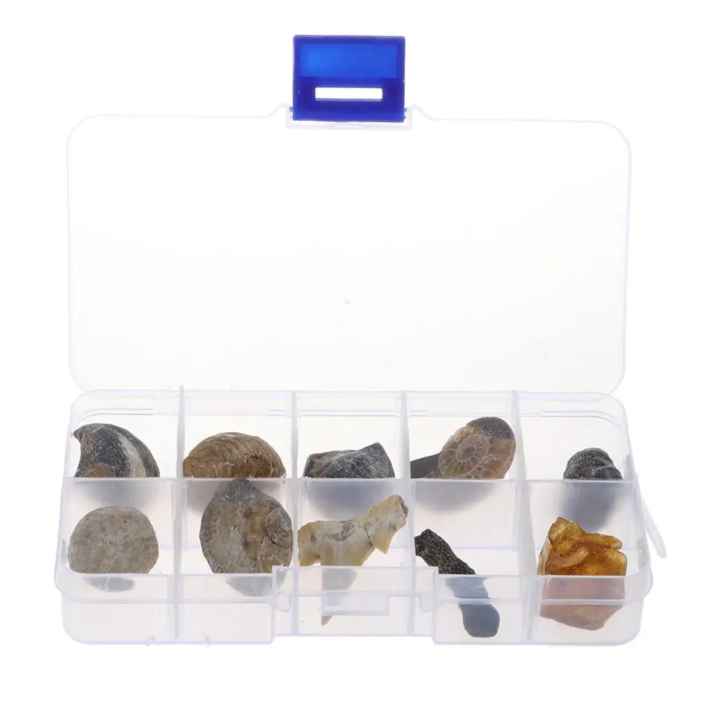 Biology Specimens Collection  - Contains 10 Different Fossils