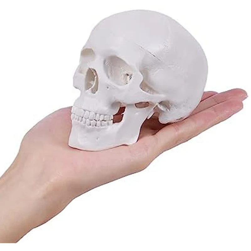 Mini Human Skull Model, 3 Parts Anatomical Skull Model With Removable Skull Cap And Articulated Mandible Easy To Use White