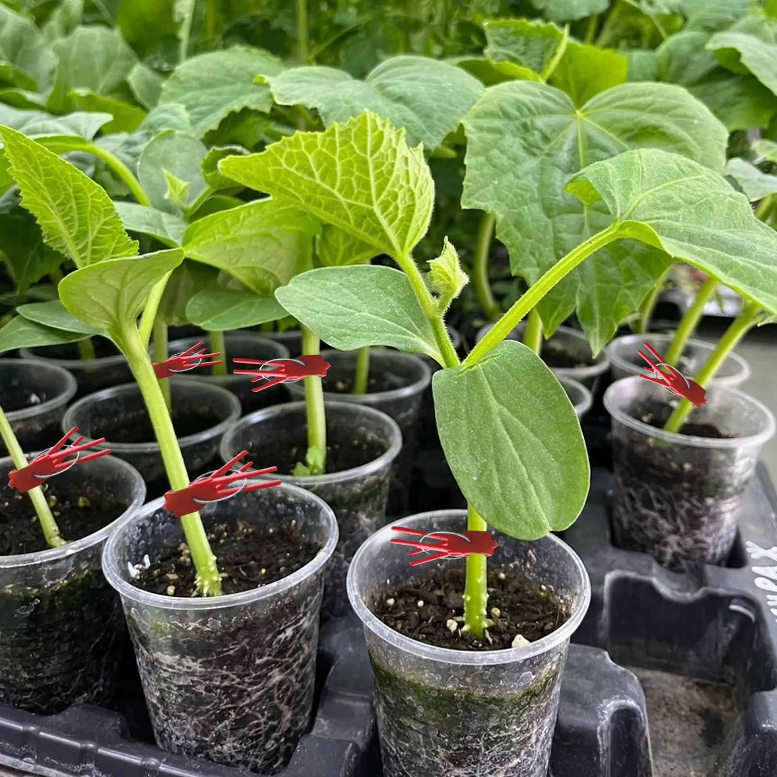 Grafting Clips For Tomatoes Pack Of 50 Horticulture Grafting Clamp Falt Mouth Hooks Connecting For Vegetables Watermelon