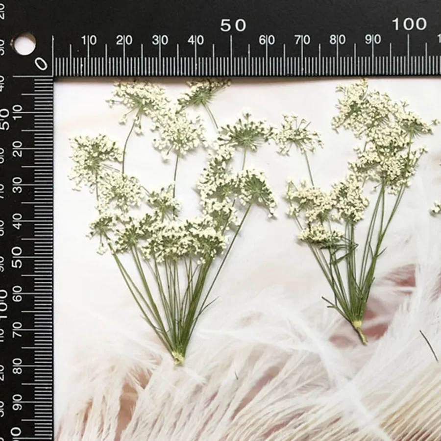 50X Pressed Dried Natural White Multi-head Ammi Majus Flower Stalk Plant Herbarium For Jewelry Postcard Invitation Card Bookmark