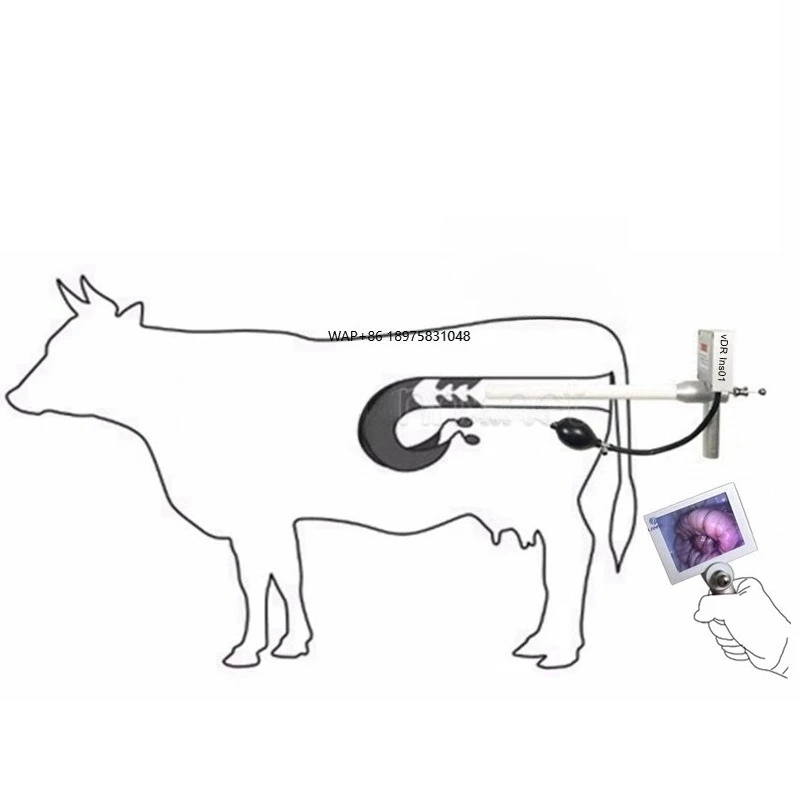 Lannx Express Transport Veterinary Portable Animal Cattle Insemination Most Popular Artificial Insemination Cattle Breeding