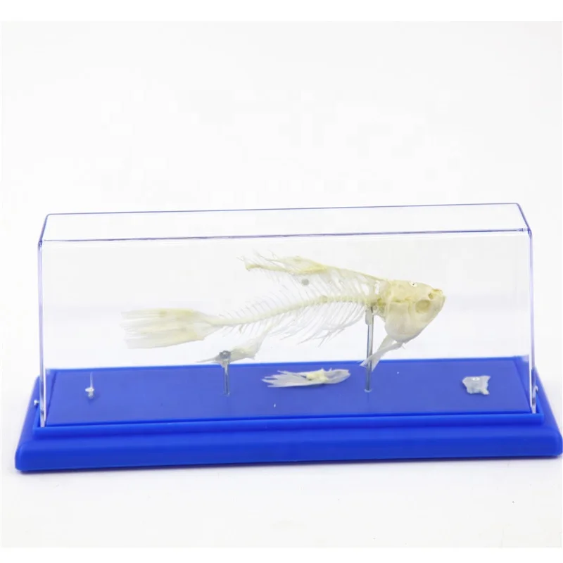 Fish Skeleton Embedded Specimen Model Biological Teaching Aid for School