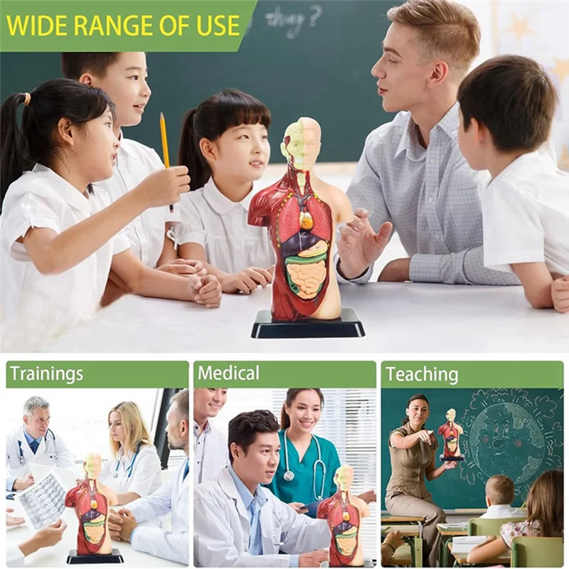 11 Inch Human Body Model for Kids,Human Torso Anatomy Model Toys,8 Pcs Removable Anatomy Doll with Heart & Organs