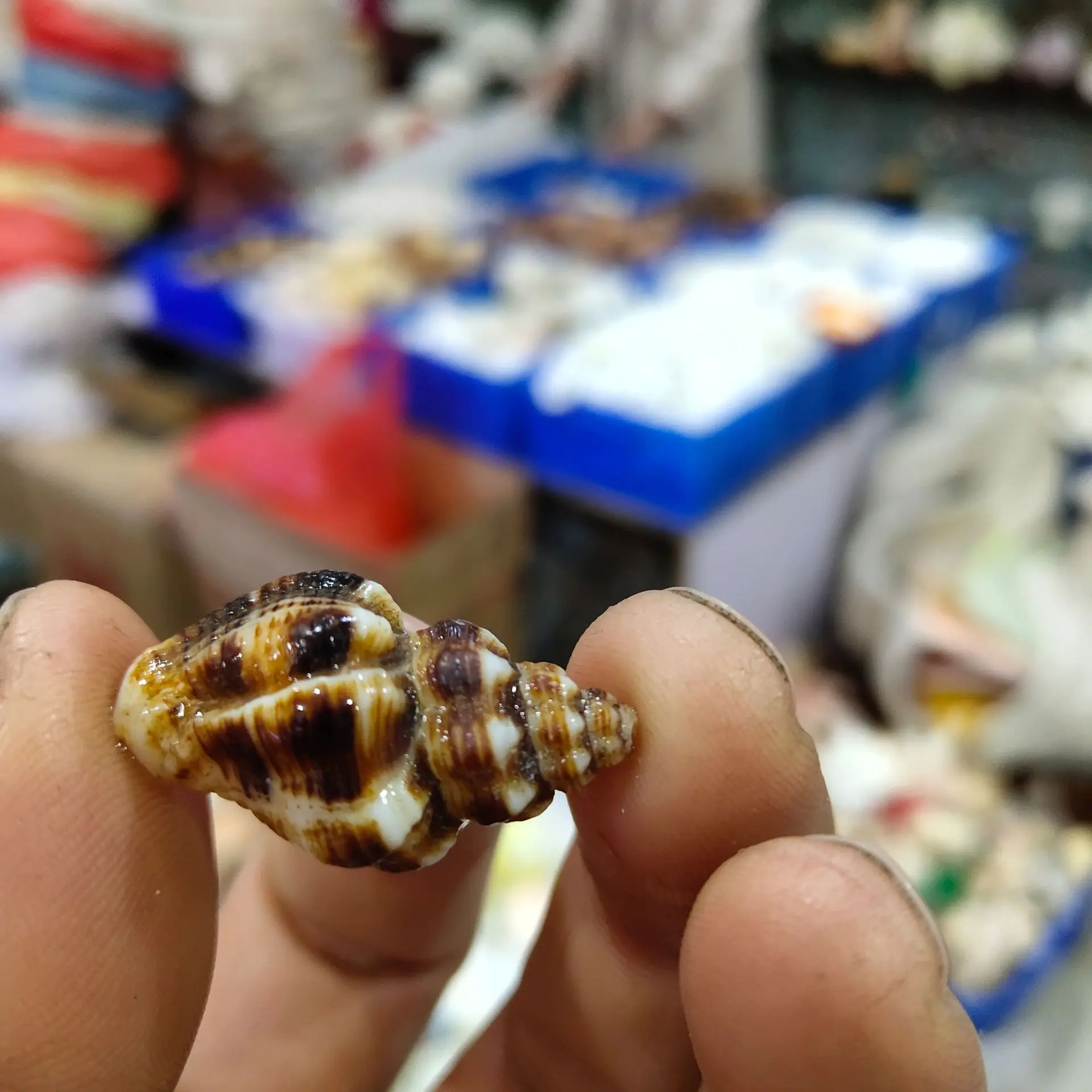 Natural Conch and Shell Pendant, Black Sesame Snail, 2-3cm