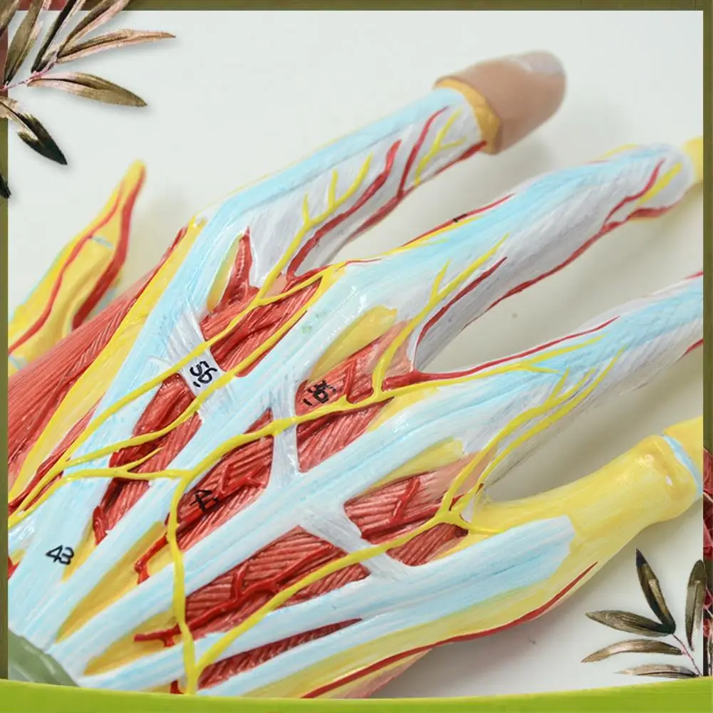 New- Anatomical Hand Skeleton Model With Muscles, Ligaments, Nerves And Blood Vessels, Hand Bone Muscle Teaching Aids