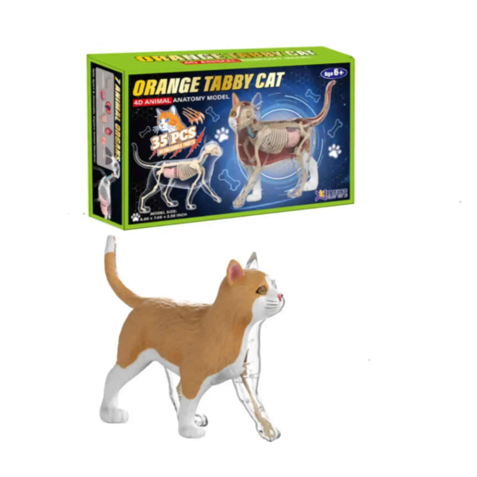 Fully Detachable Cat Anatomy Model Anatomical Transparent Body Learning Aid for