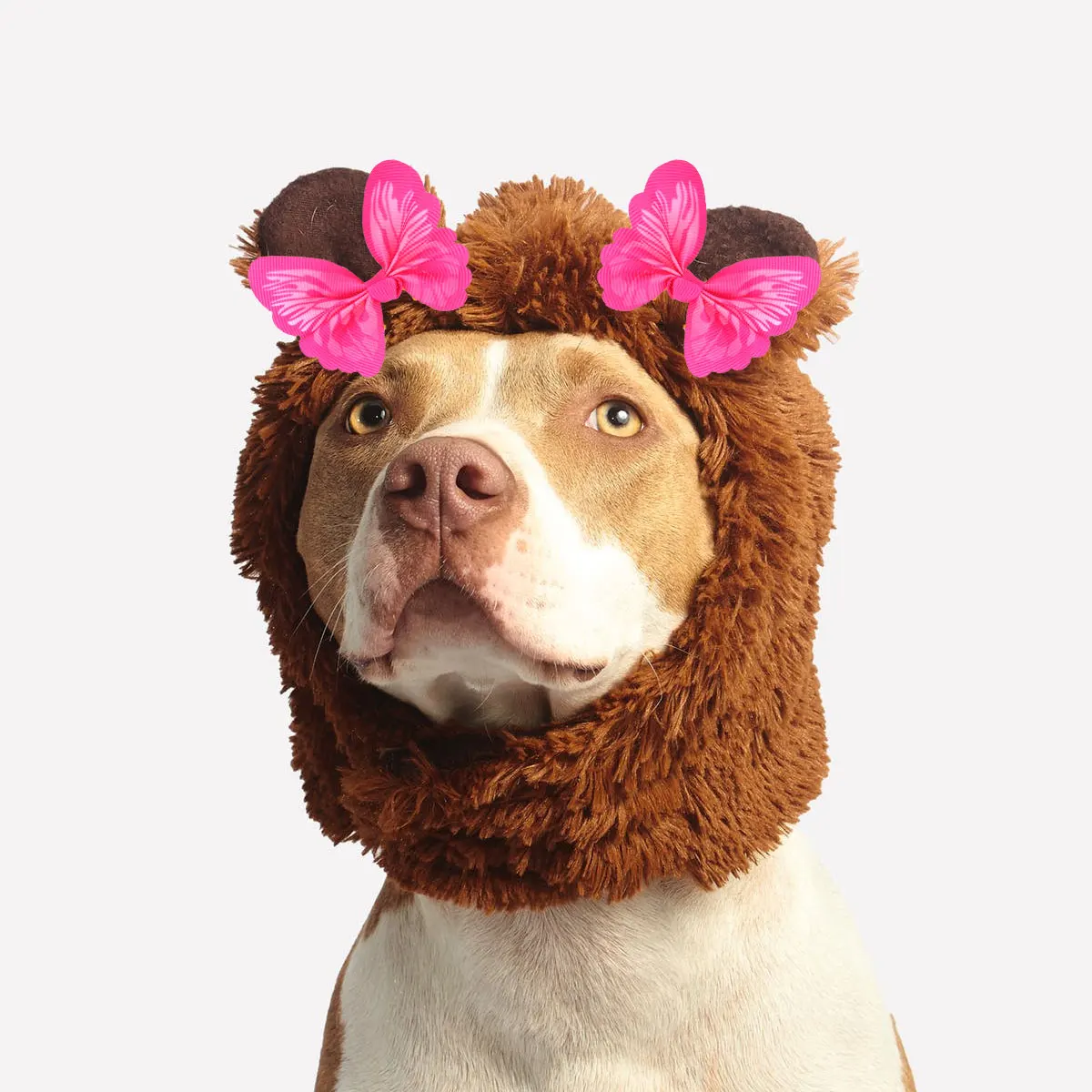 

20 pcs Butterfly Rubber Band Set Ribbon Bow for Dogs Pet Hair Tie Rope Holder Long Hair Puppy Accessories Dog Headdress Stylish