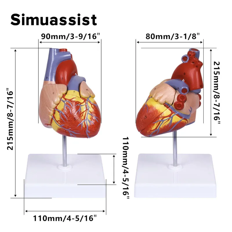 1:1 Life size Human Heart Anatomy Model Medical Science Teaching Resources