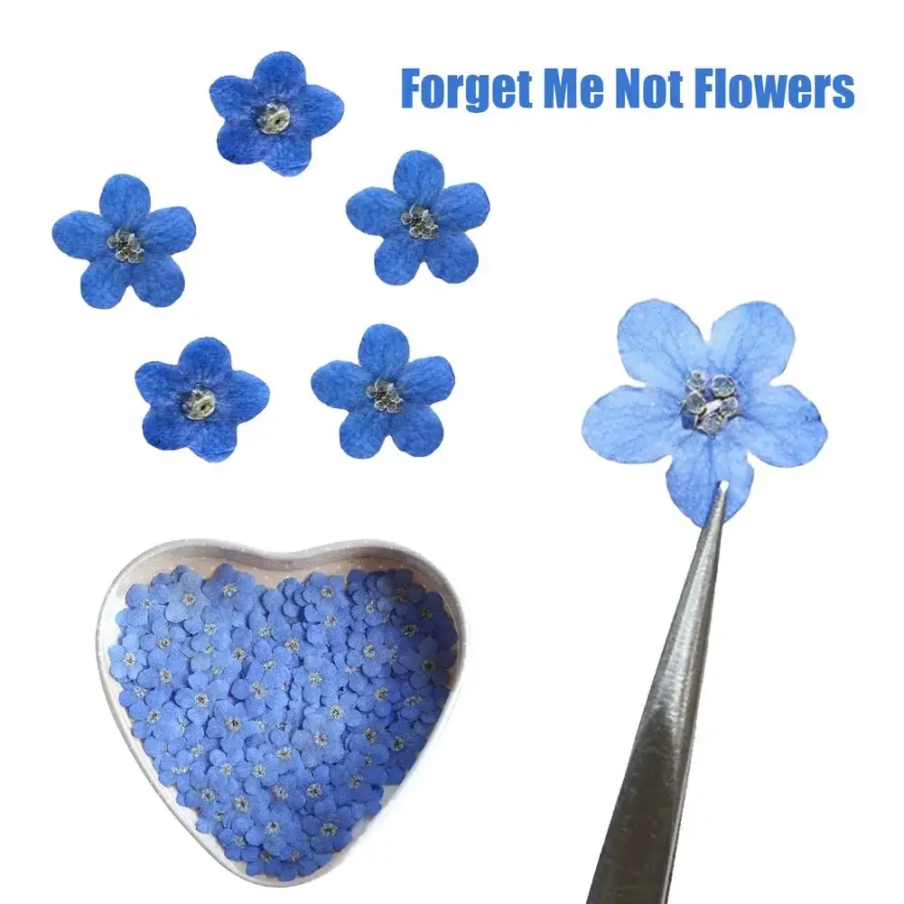 جيد 20 قطعة مجموعة ننسى لي لا المجففة زهرة رئيس الايبوكسي الراتنج قالب ملء DIY بها بنفسك مسمار الفن زهرة ملصقات بطاقة جراب هاتف الزينة #6