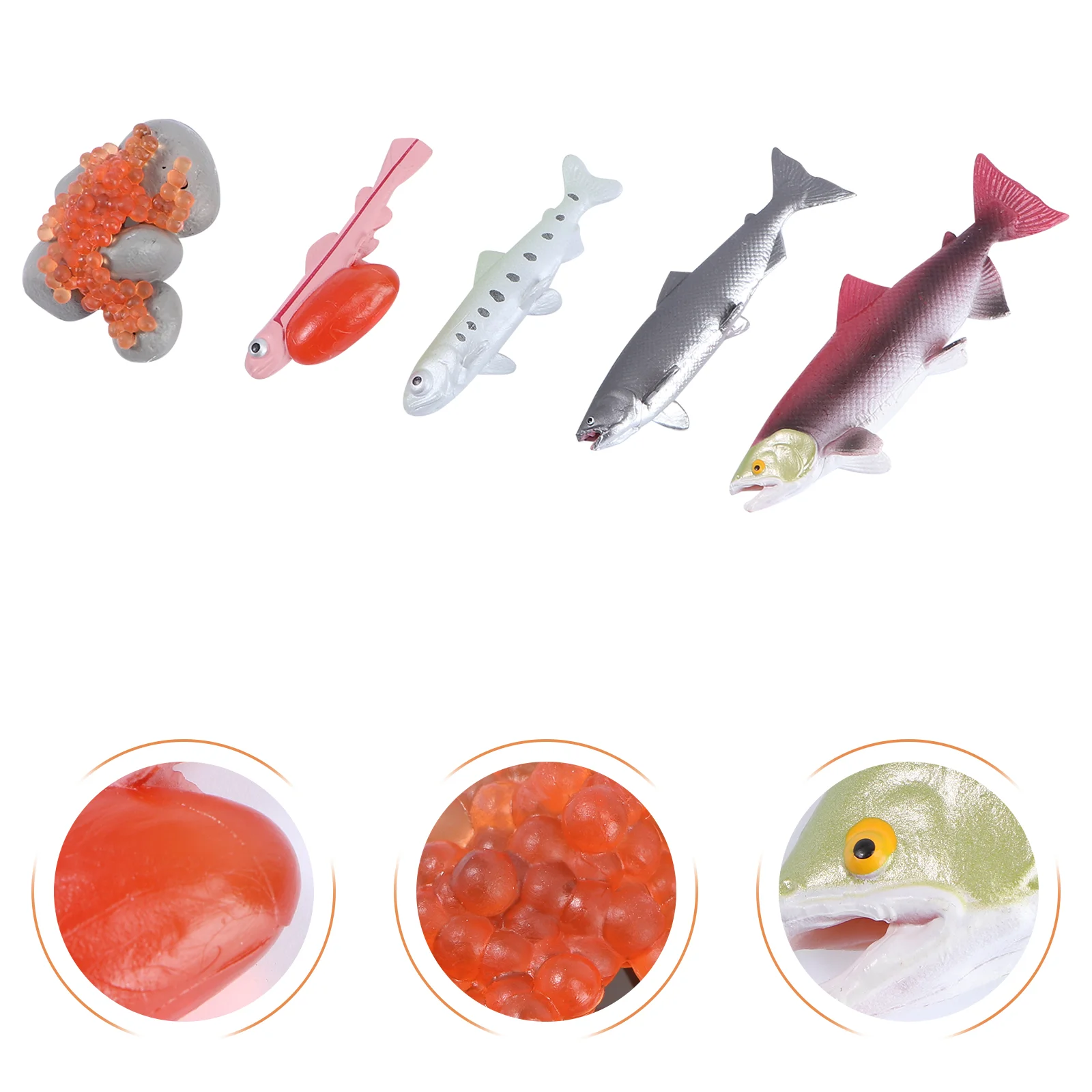 

4 Pcs Growth Cycle Model Simulated Salmon Toy Aquatic Creatures Crafts Number Child