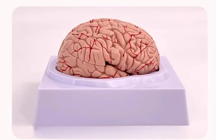Human Brain Anatomy Model with Functional Cortex Zones Removable Medical Teaching Tool