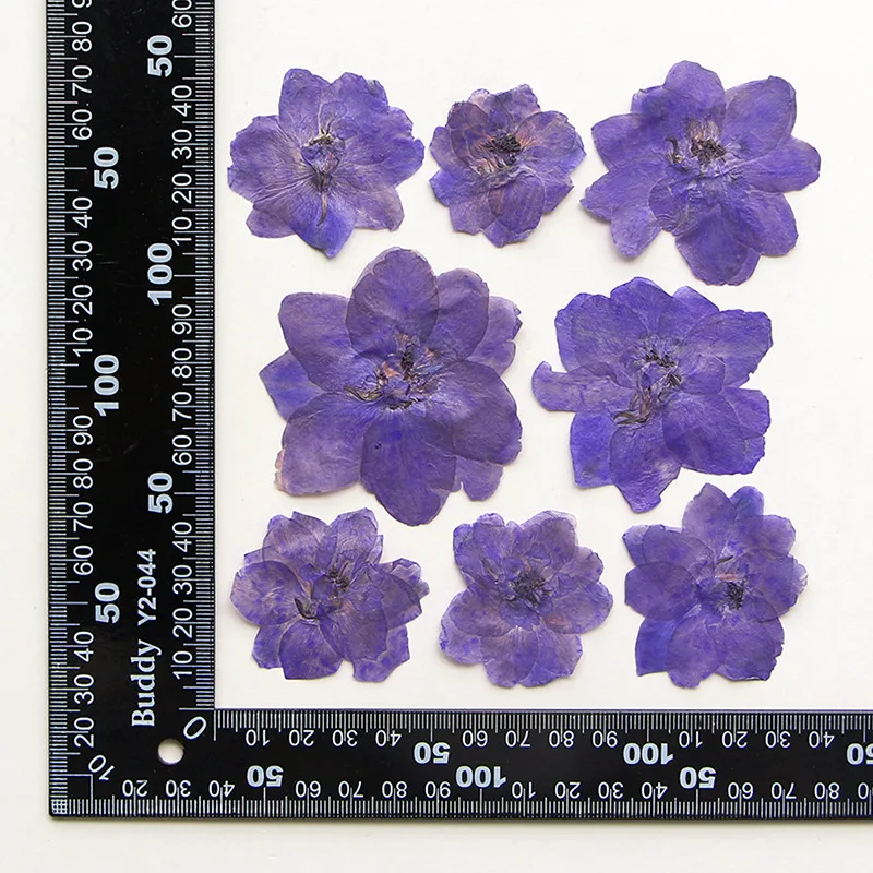 60pcs Pressed Dried 4-6cm Consolida ajacis Flower Herbarium For Resin Epoxy Jewelry Card Bookmark Frame Phone Case Makeup Lamp