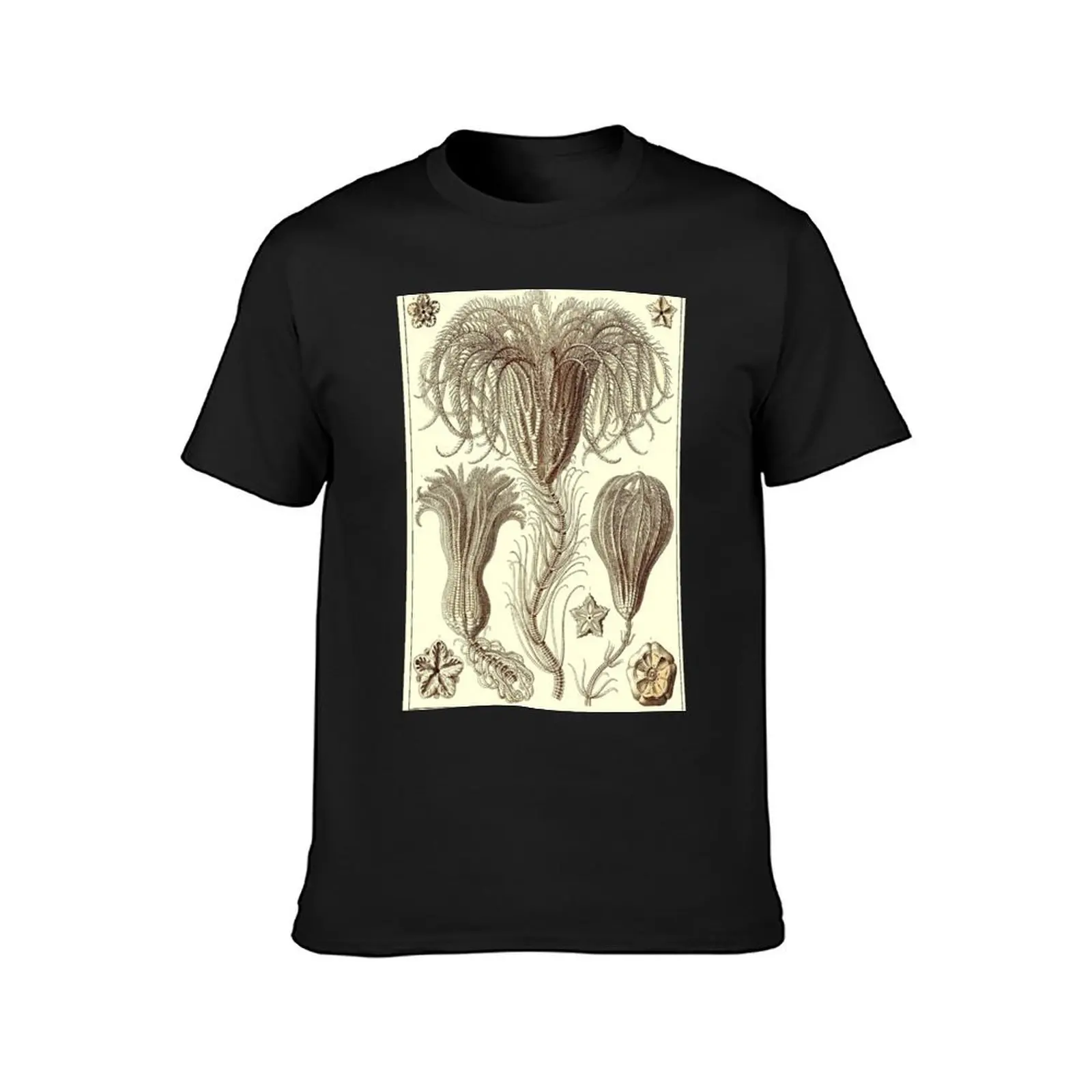 Plate 20. Crinoids, marine animals also known as sea lilies or feather-stars. T-Shirt summer tops sublime mens cotton t shirts