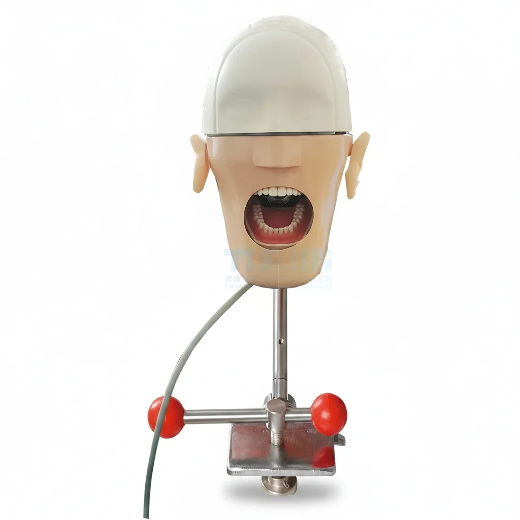 Dental Phantom Head, Stainless Steel Ceramic Typodont Model, Medical Simulator Manikin, Orthodontic Training Equipment
