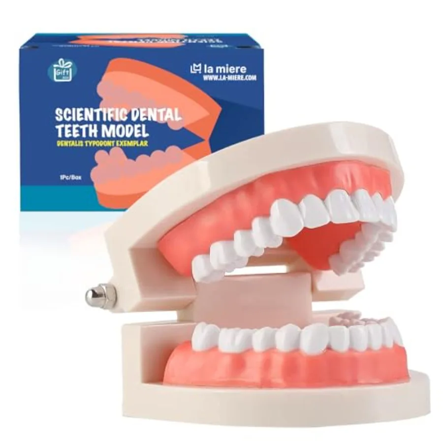 

1 Pack Standard Teeth Model Typodont Denture Model Education GIFT set Typodont Demonstration Denture Teeth Model No Wisdom Teet