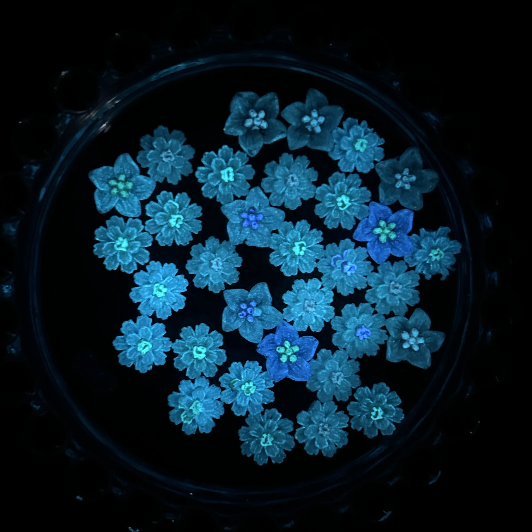 30 個 3D クリエイティブ発光ハイビスカスの花樹脂ネイルアート装飾かわいいダブルカラー光沢のある花ネイルチャーム DIY