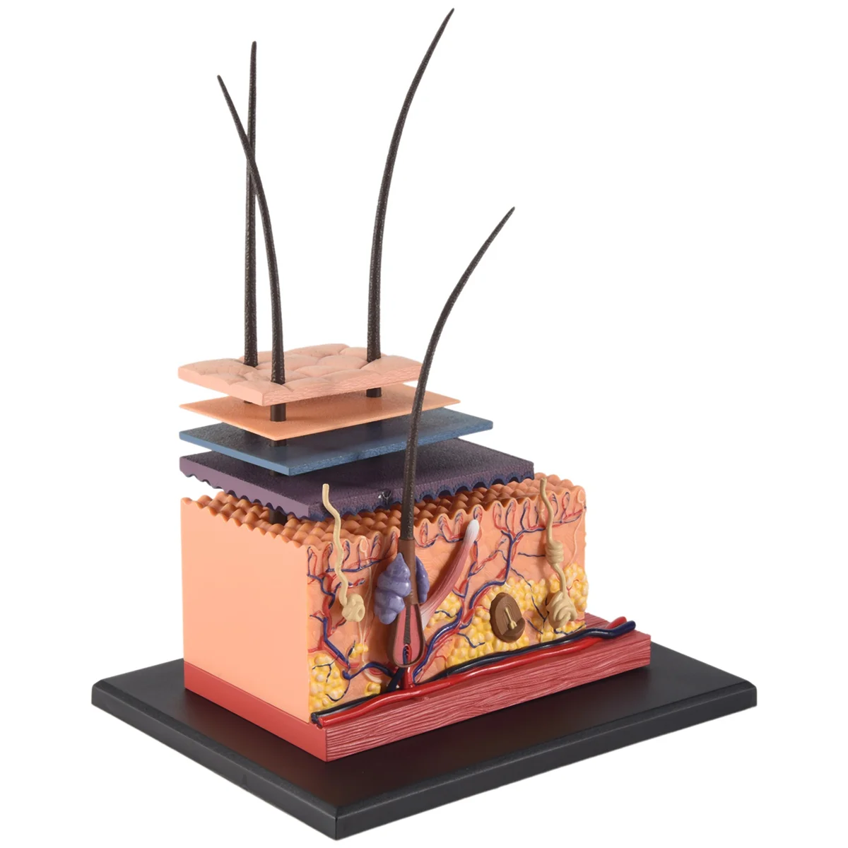 4D модель человеческой кожи, органы волос, сборка головоломки, модель обучающей модели, манекен, научная анатомическая модель