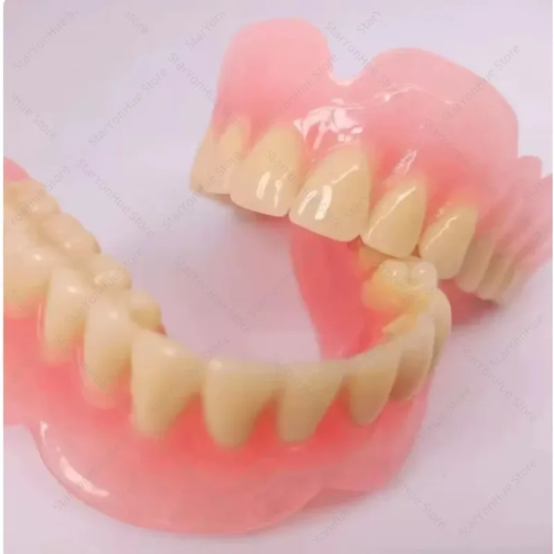 Full‑Mouth Removable Denture Model, Elderly Oral Care Teaching Demonstration Teeth Model