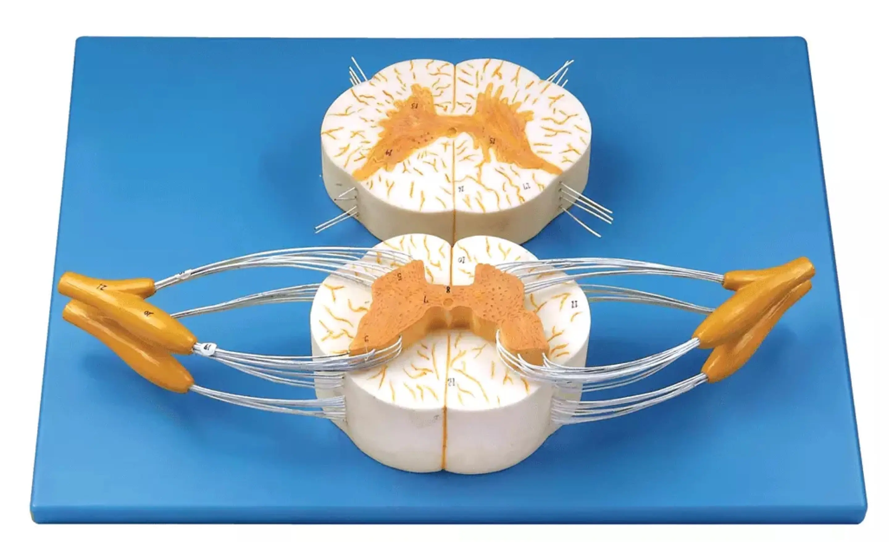 Medical Spinal Spinal Nerve Branch Peripheral Nervous System 3D Magnified Anatomical Model