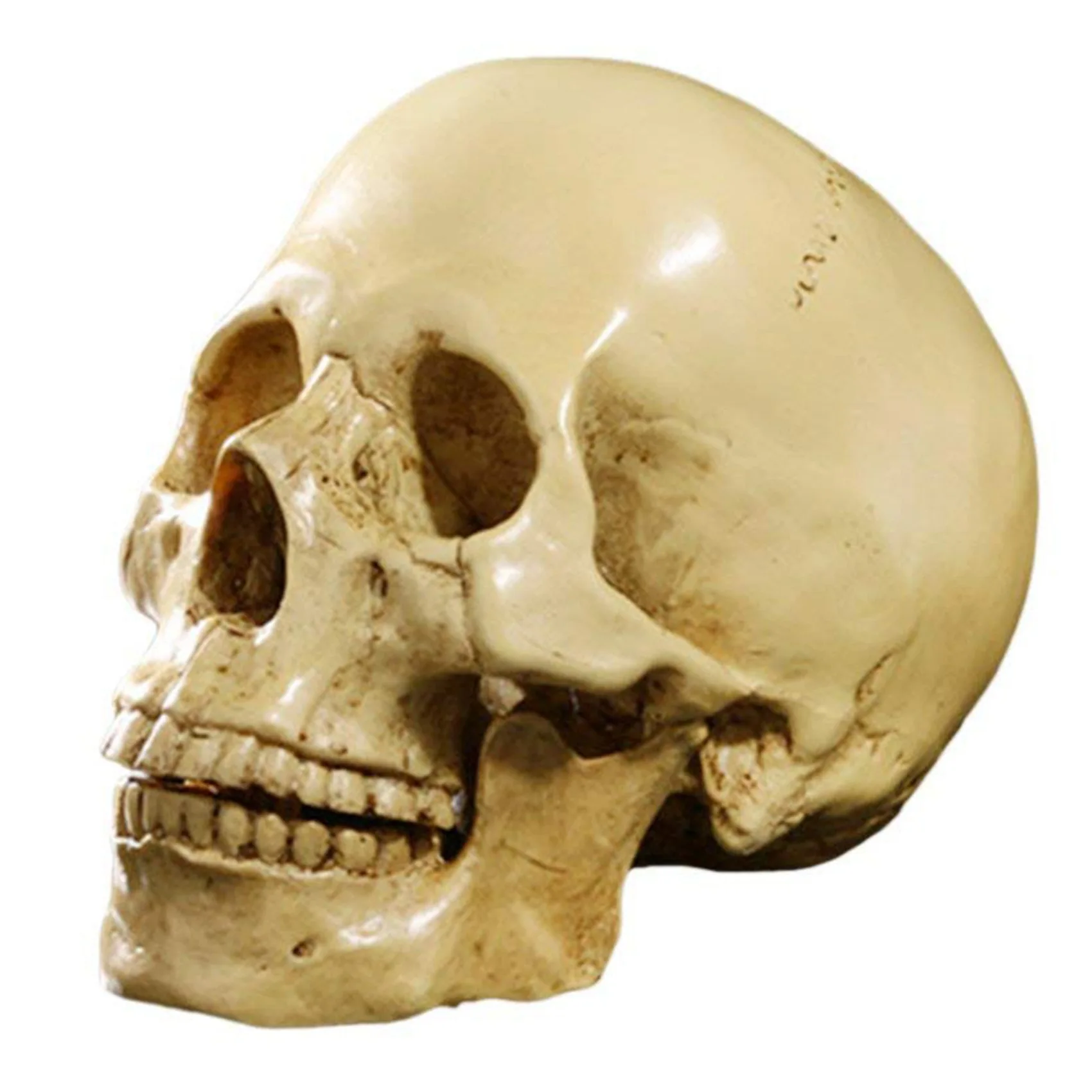 A71Z 2X Model 1: 1 Resin Human Skull Anatomical Teaching Decoration Yellow