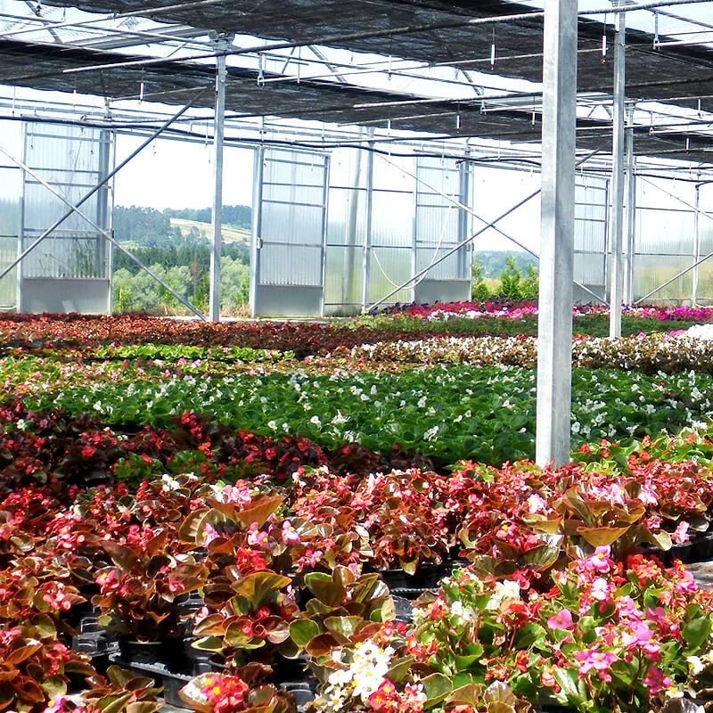 

Customized greenhouseGreenhouse Project Commercial Venlo Polycarbonate Sunshine Board Strawberry Under Greenhouse Kit with Facto