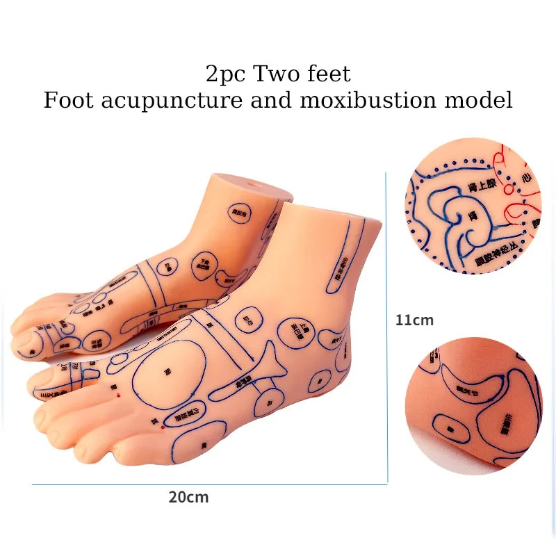 Hand And Foot Ear Acupoint Model Meridian Massage Acupuncture And Moxibustion Model Medical Teaching Supplies