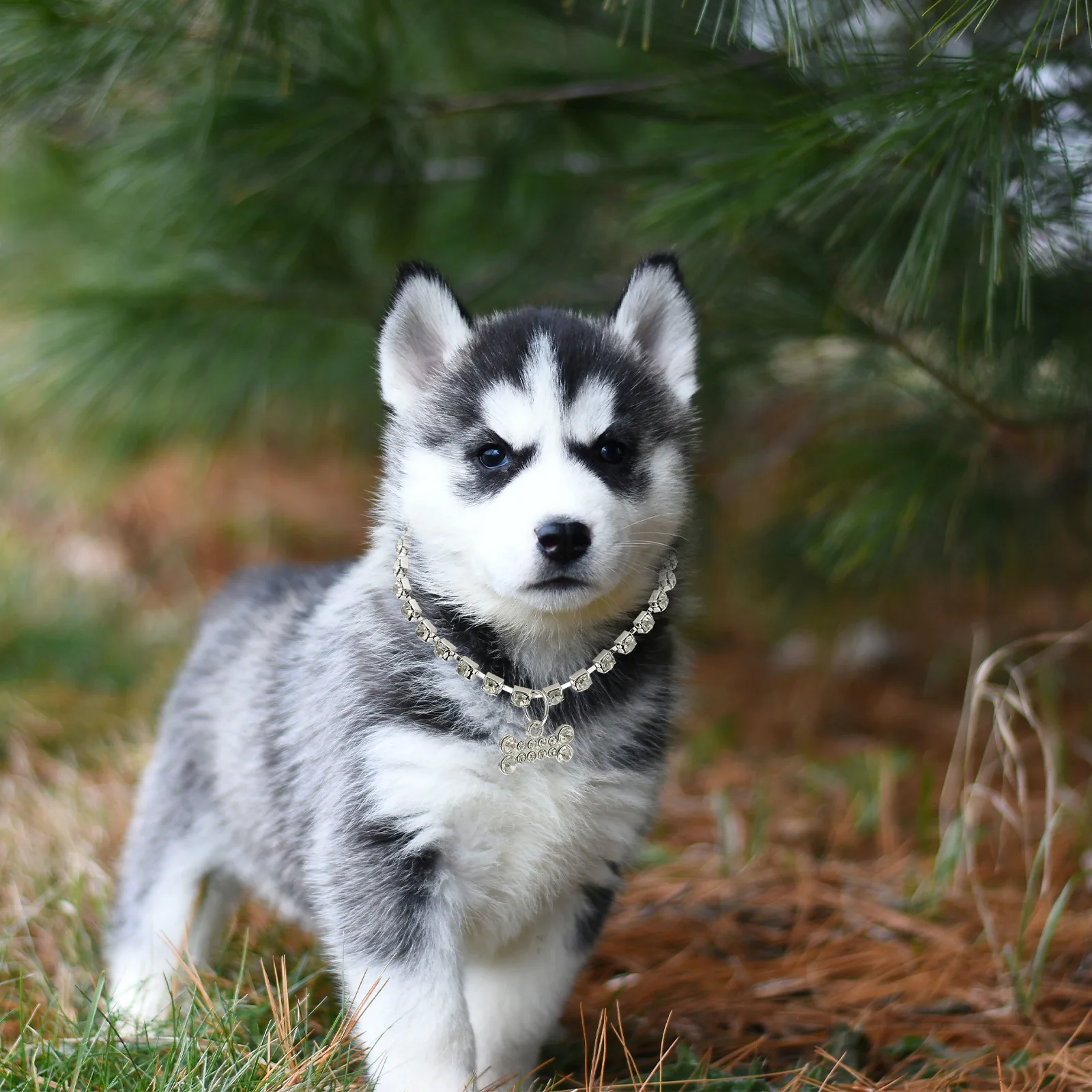 

Adjustable Rhinestone Pet Necklace Dog Cat Collar Shiny Metal Chain Jewelry Lightweight Smooth Edge Comfortable Fit for Daily