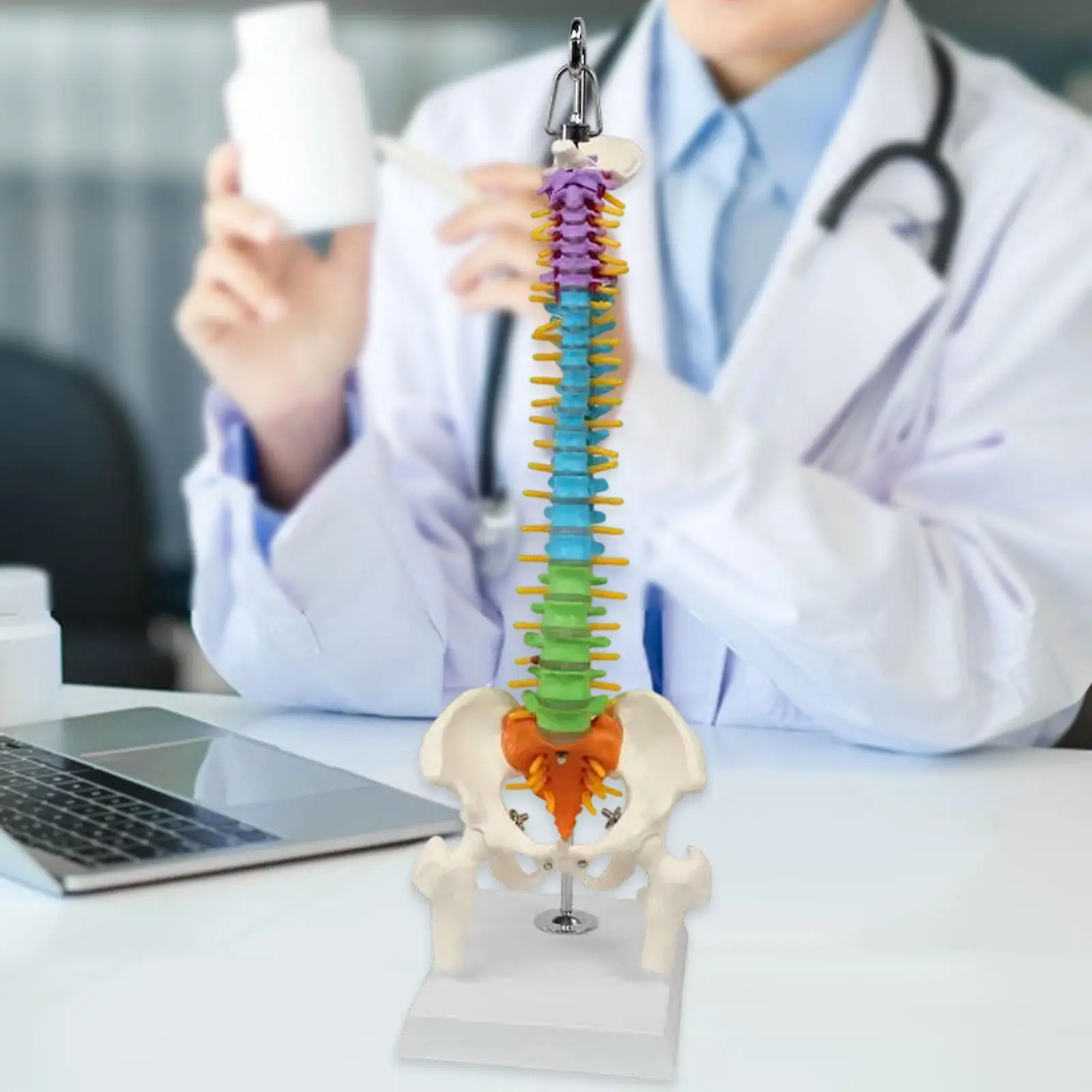 

Human Spine Model Practical Scientific for Presentation Instruction Teaching