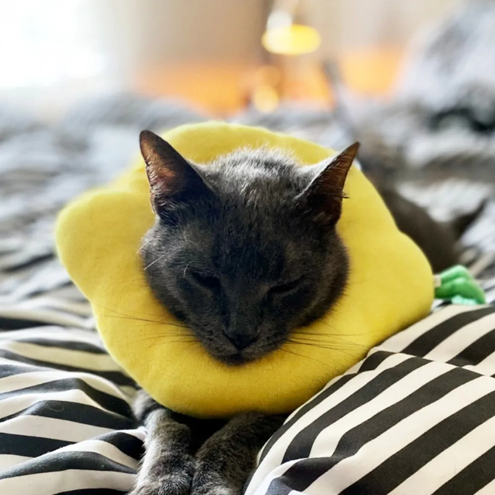 Avocado Shaped Elizabeth Cat Collar Accessories Adjustable Soft Prevent Bite Neck Ring Cotton Pet Elizabethan Collar