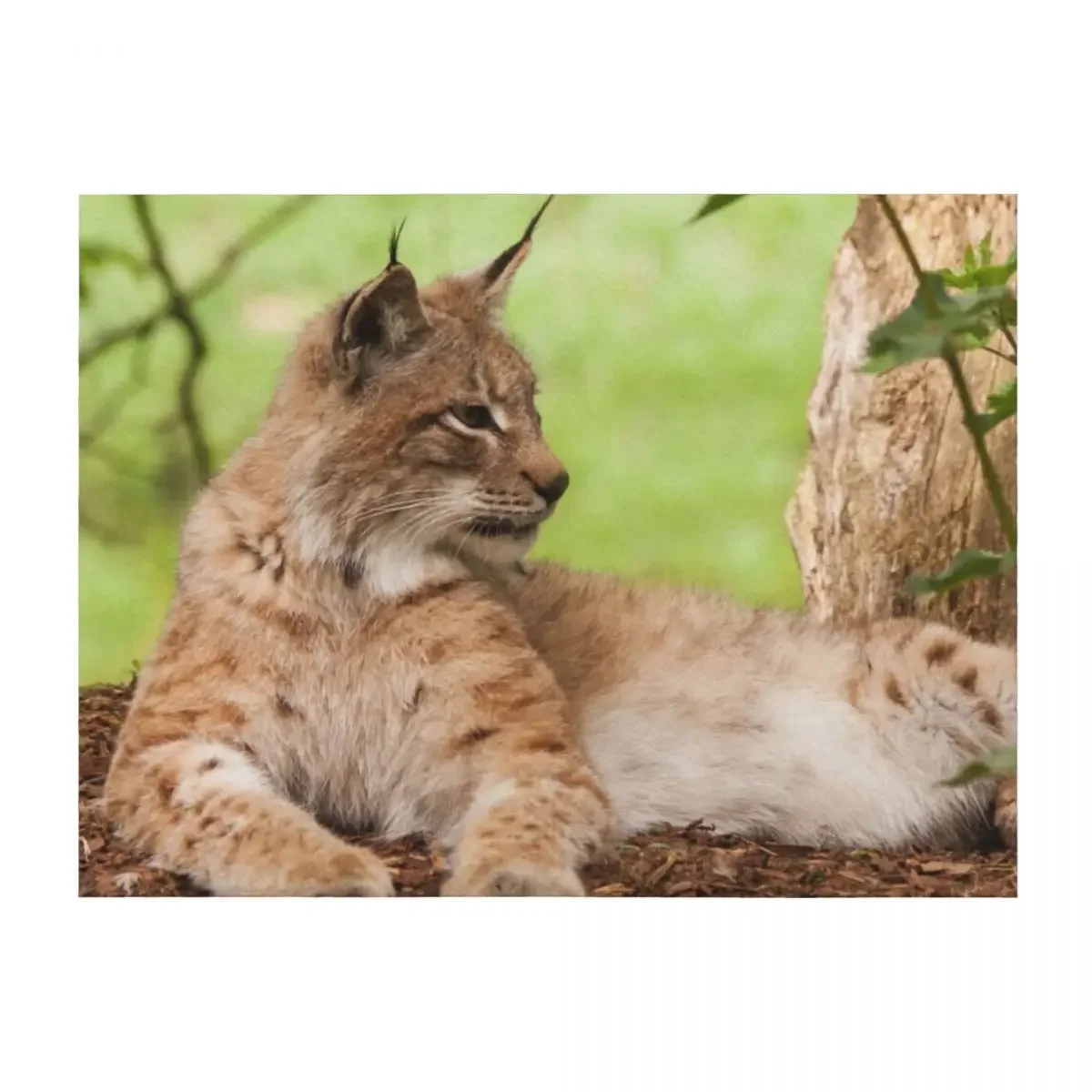 

Lynx Lynx Throw Blanket Comforter Vintage Blankets For Sofas Giant Sofa Blankets