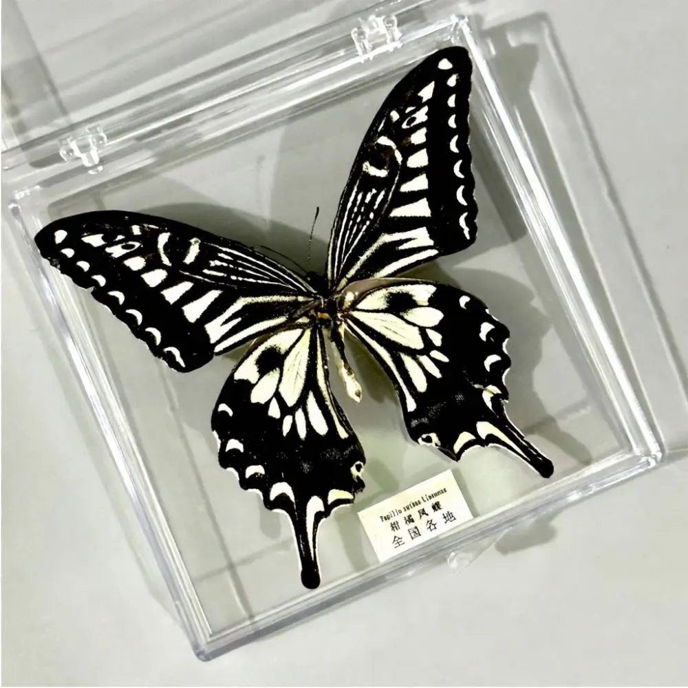 Natural Butterfly Specimen Display Case DIY Craft Kit Educational Science Biology Project Decorative Home Gift Idea