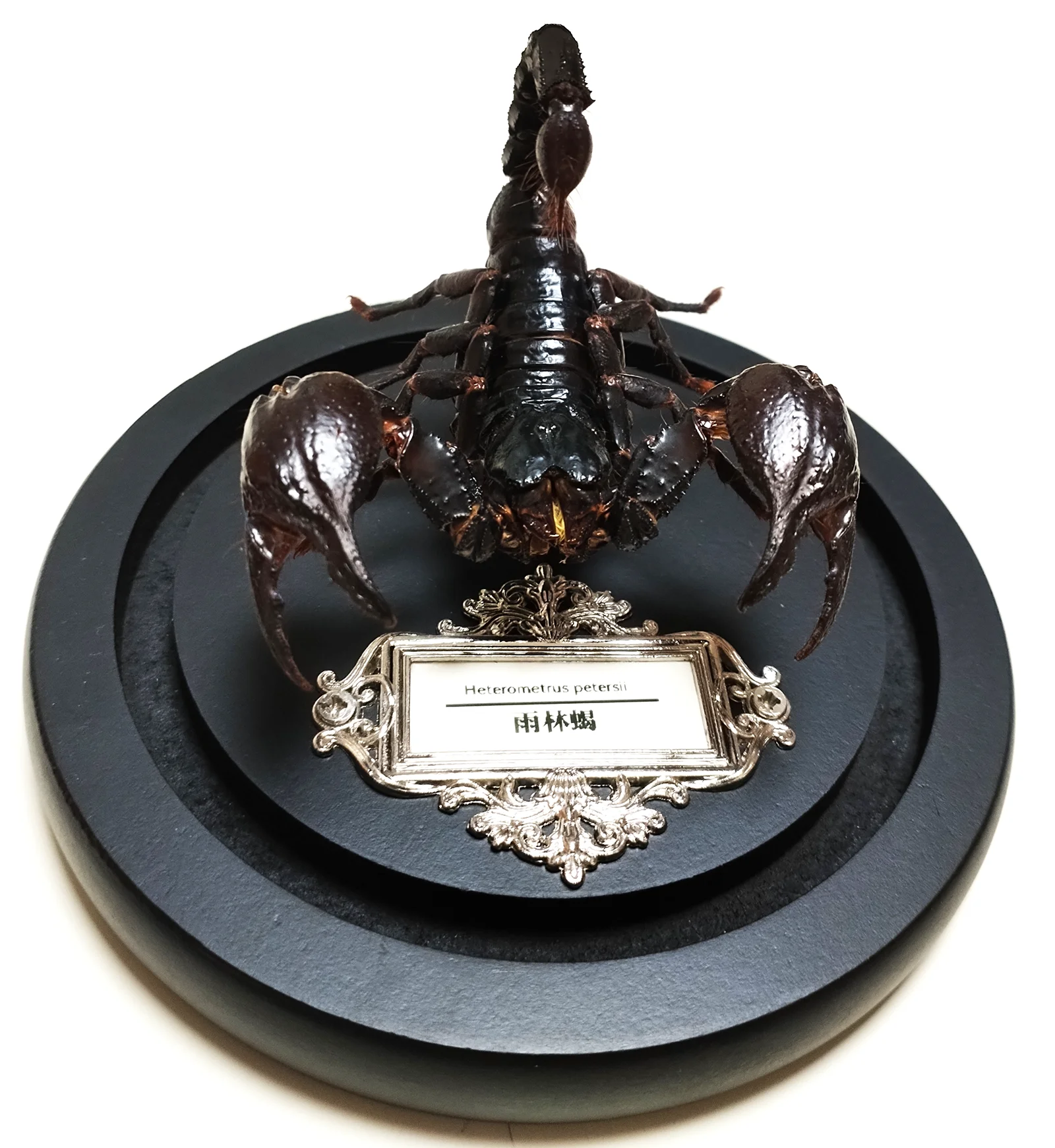 Asia Black Scorpion Specimen With Glass Showcase Real Heterometrus Petersii Animal Taxidermy Collection for Science Education