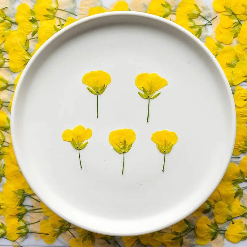 24 Piezas de Flores Secas Amarillas para Decoración de Uñas, Flores Naturales Reales, Esmalte de Gel UV, Suministros Creativos para Manicura, Herramientas de Resina para Joyería