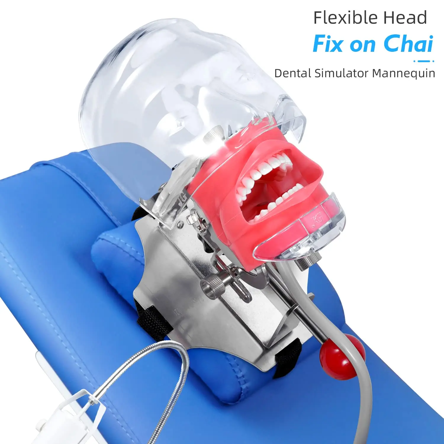 

Dental Manikin Phantom Head Simulator Simple Head Model With 28 Typodont Teeth For Practice Training Dentist Study Material