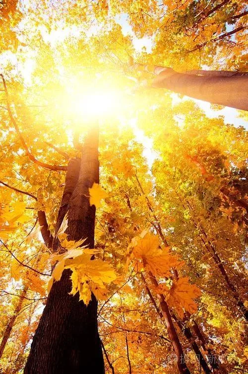 

For Mercedes-Benz E200L 2016Manganese Steel Under Engine Guard Protection Device Engine Bonnets Engine Shield Car Accessories.