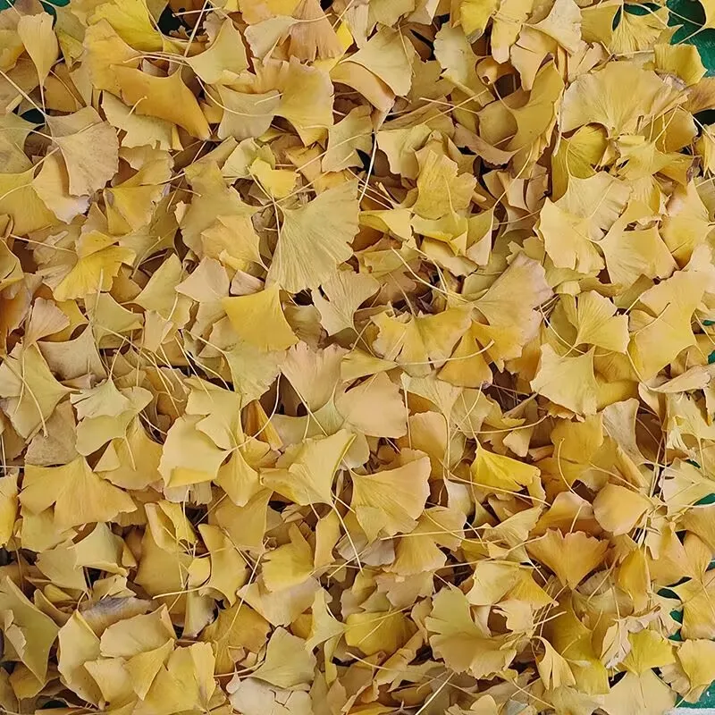 All-Natural Ginkgo Biloba Dried Leaves: Essential Craft Supplies for Candle Making, DIY Soap & Health Beauty Creations