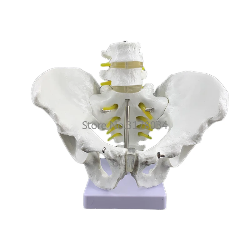 

Male Anatomy Pelvis Pelvic Skeleton Anatomical Anatomy Skull Sculpture Medical Model with Lumbar Spine 18x28x23cm