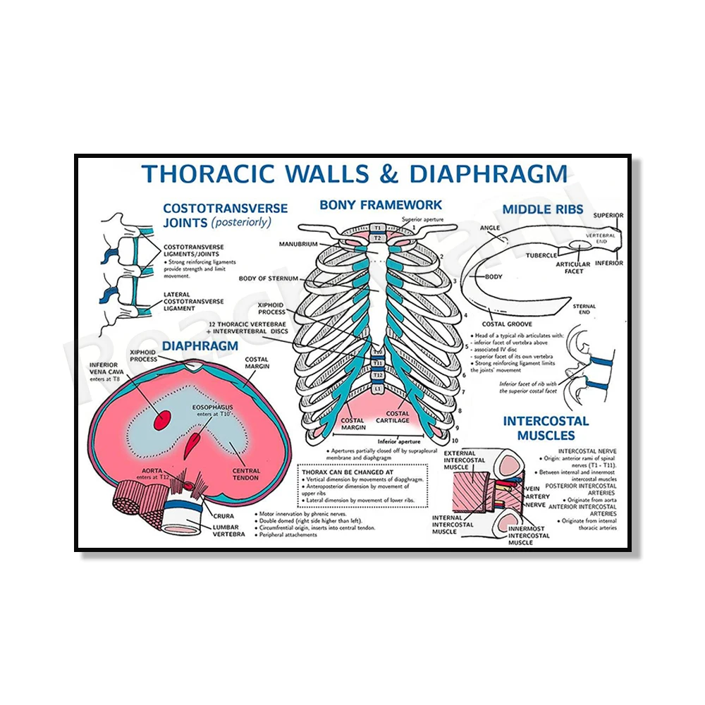 Male and female reproductive anatomy, chest wall and diaphragm anatomy, spine, skull and fossa, abdominal viscera anatomy poster