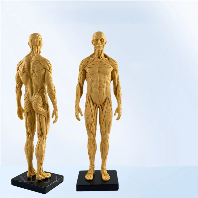 30cm Artistic Human Mannequin Musculoskeletal Anatomy Human Structure Art Model CG Painting Sculpture Teaching