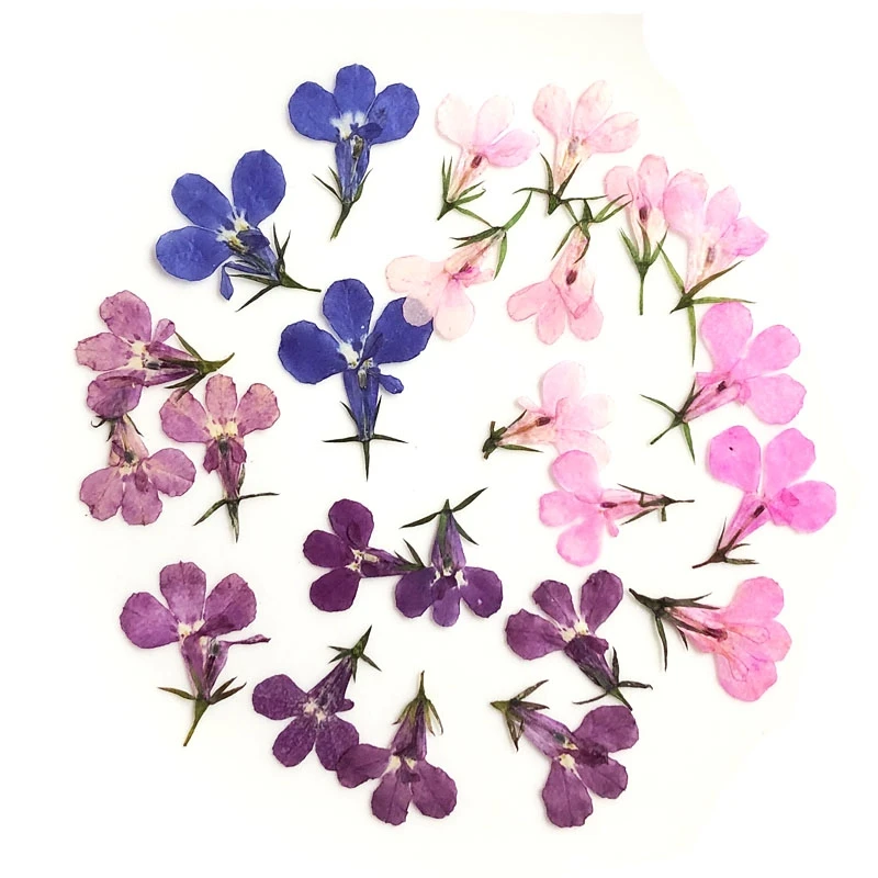 

Pressed Dried Lobelia erinus Flower Plant Herbarium For Nail Art Face Jewelry Case Bookmark Invatation Card DIY Making