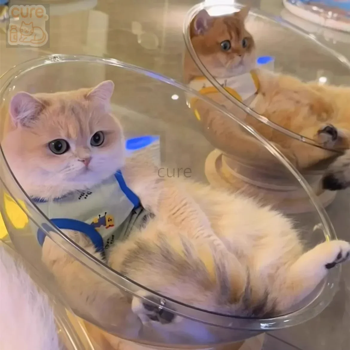 

cute pet house space capsule cat nest summer four seasons universal high-transparency acrylic solid wood turntable cat toy