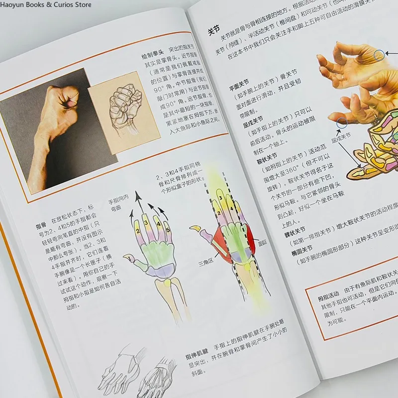 Structure and Dynamics of Hands and Feet、The Ultimate Guide to Drawing Hands and Feet、How to Draw、sketchbooks、sketch tutorial