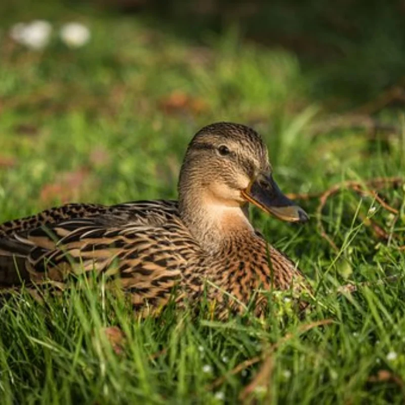 

Racing Aluminum Rear Suspension Stub Axle Carriers Upgrades Parts Accessories for 1/10 Tamiya Fighter Nxgen DT04 58741