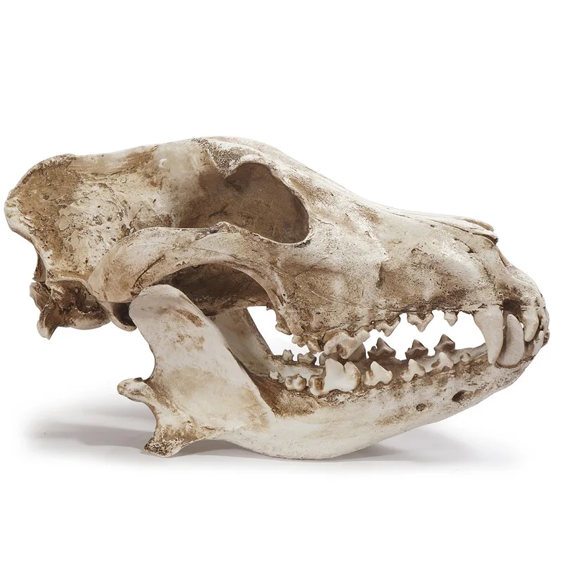 Resin craft ornament, , Halloween prop, skull, Canadian gray wolf specimen