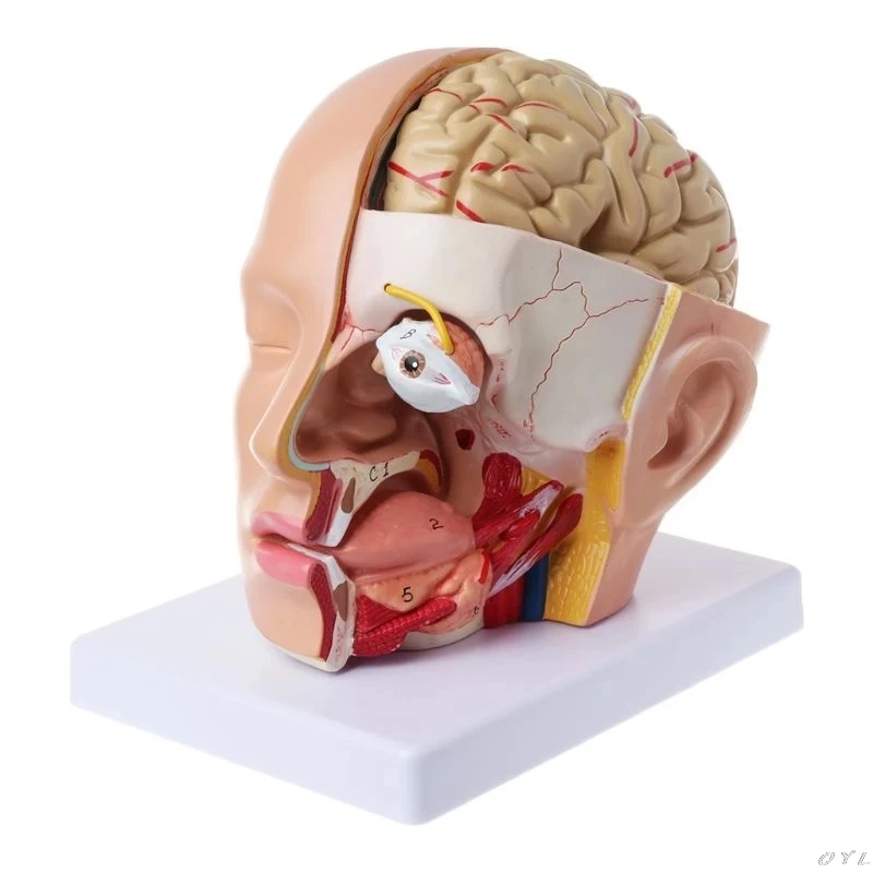 Anatomia człowieka Głowa Czaszka Mózg mózg mózgowy Model anatomiczny do materiału dydaktycznego escolar