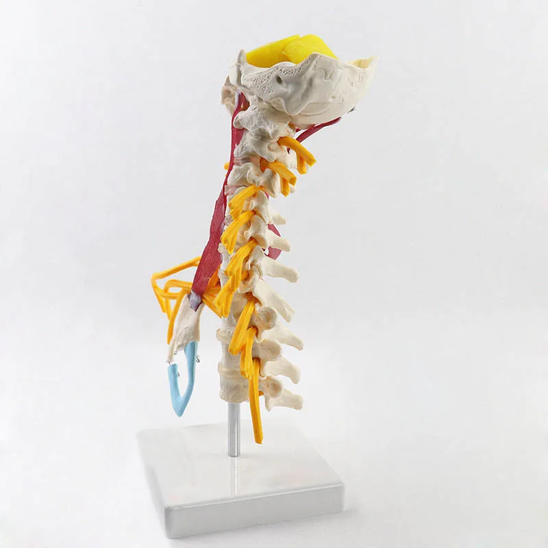 1:1 Human Cervical Spine Anatomy Model Medical Science Teaching Resources Dropshipping